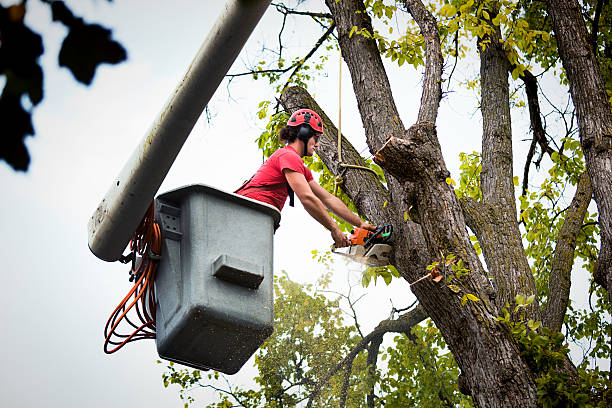 Why Choose Our Tree Removal Services in Woodstock, VA?