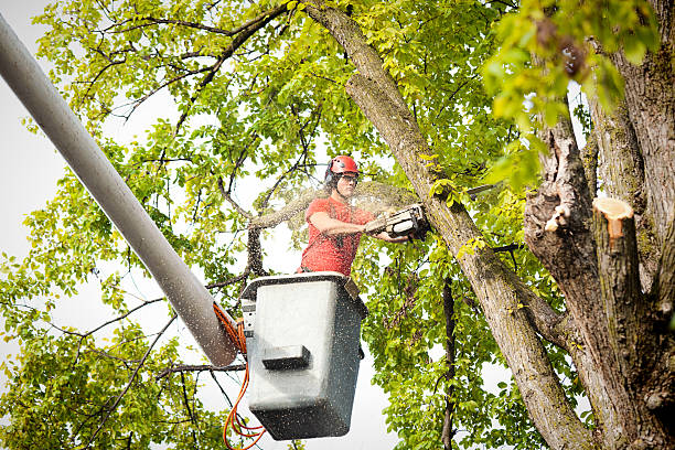 Seasonal Cleanup in Woodstock, VA